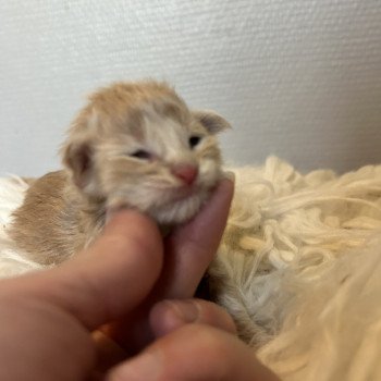 chaton Maine coon red tabby blotched tabby Chatterie Maceo’s Gône’s Maine Coons