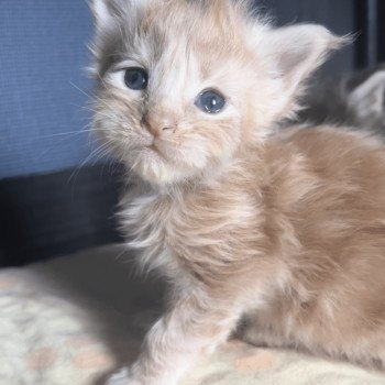 chaton Maine coon cream blotched tabby Zélie Cat Chatterie Maceo’s Gône’s Maine Coons