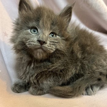 chaton Maine coon blue Wendigo Chatterie Maceo’s Gône’s Maine Coons