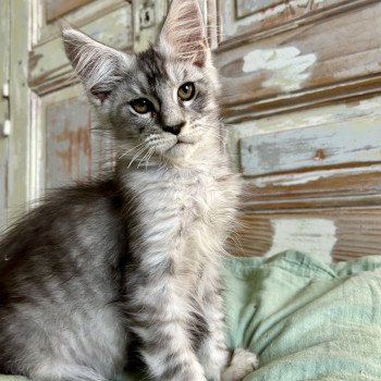 chaton Maine coon black silver mackerel tabby Wraith René Hope Chatterie Maceo’s Gône’s Maine Coons