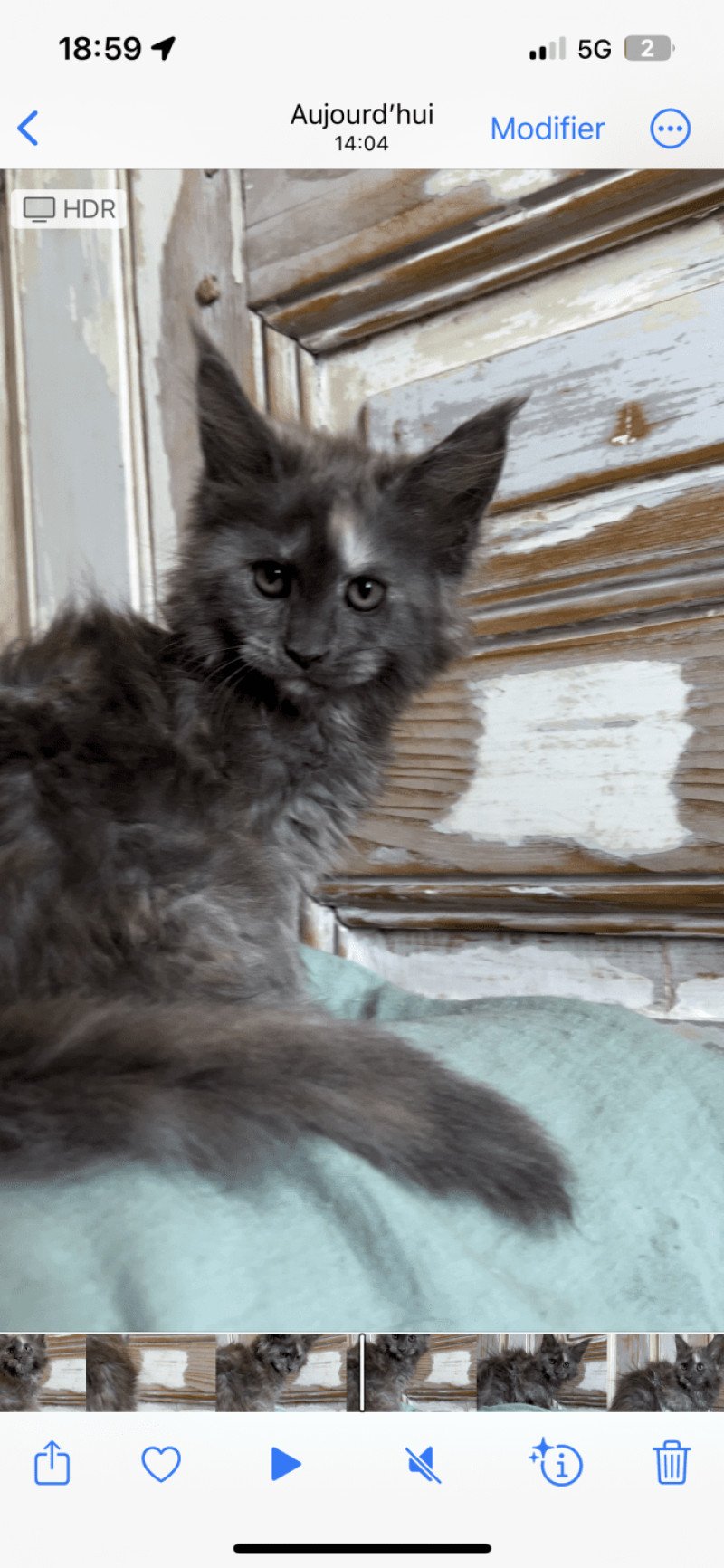 Maceo’s Gône’s Venezia Femelle Maine coon Maceo’s Gône’s Venezia Femelle Maine coon