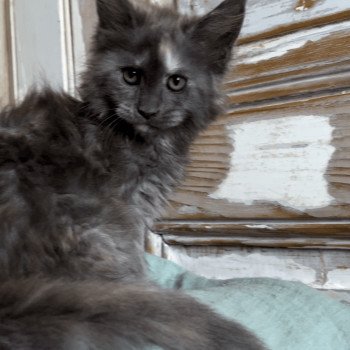 chaton Maine coon blue tortie smoke Chatterie Maceo’s Gône’s Maine Coons chaton Maine coon blue tortie smoke Chatterie Maceo’s Gône’s Maine Coons