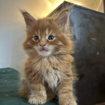 chaton Maine coon red Zaratán Chatterie Maceo’s Gône’s Maine Coons