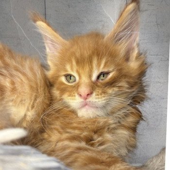 chaton Maine coon red blotched tabby Zaratán Chatterie Maceo’s Gône’s Maine Coons