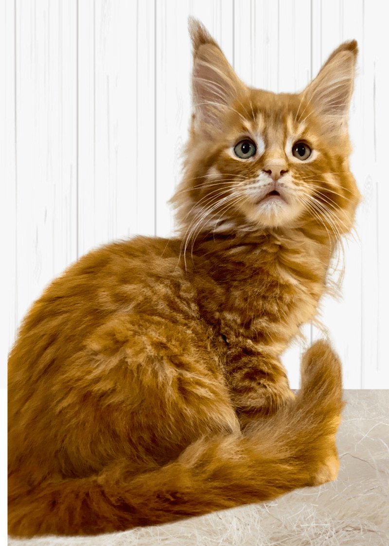 Maceo’s Gône’s Zaratán Mâle Maine coon