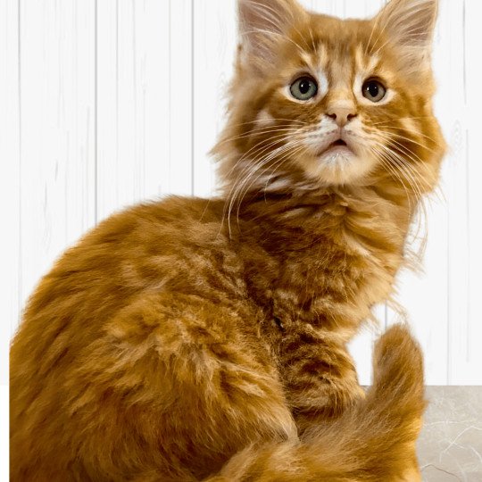 Maceo’s Gône’s Zaratán Mâle Maine coon