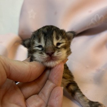 chaton Maine coon black tortie silver tabby Chatterie Maceo’s Gône’s Maine Coons