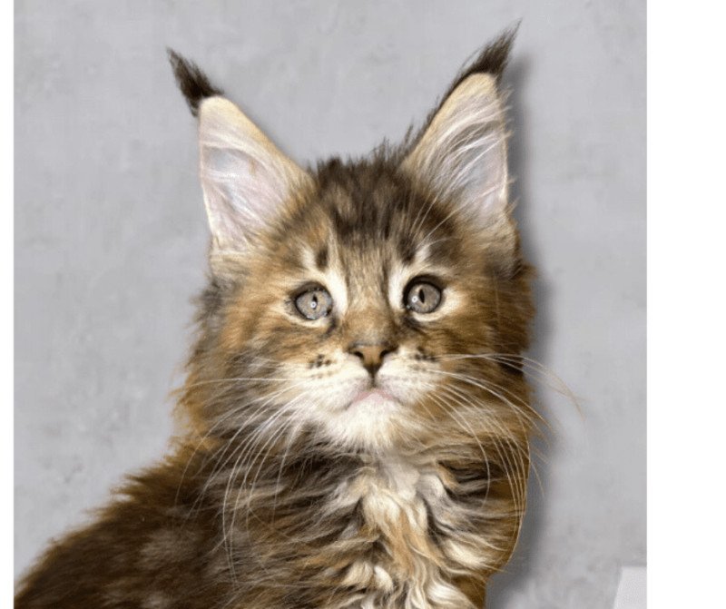 Maceo’s Gône’s Vyxens Femelle Maine coon