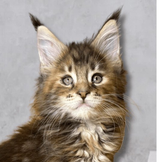 Maceo’s Gône’s Vyxens Femelle Maine coon