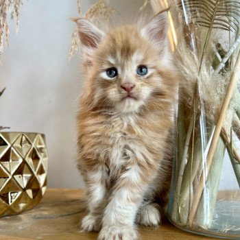 chaton Maine coon cream silver blotched tabby Vladì Chatterie Maceo’s Gône’s Maine Coons