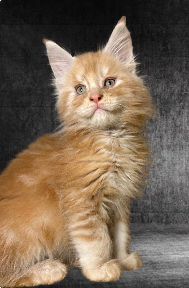 Maceo’s Gône’s Vladì Mâle Maine coon