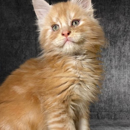 Maceo’s Gône’s Vladì Mâle Maine coon