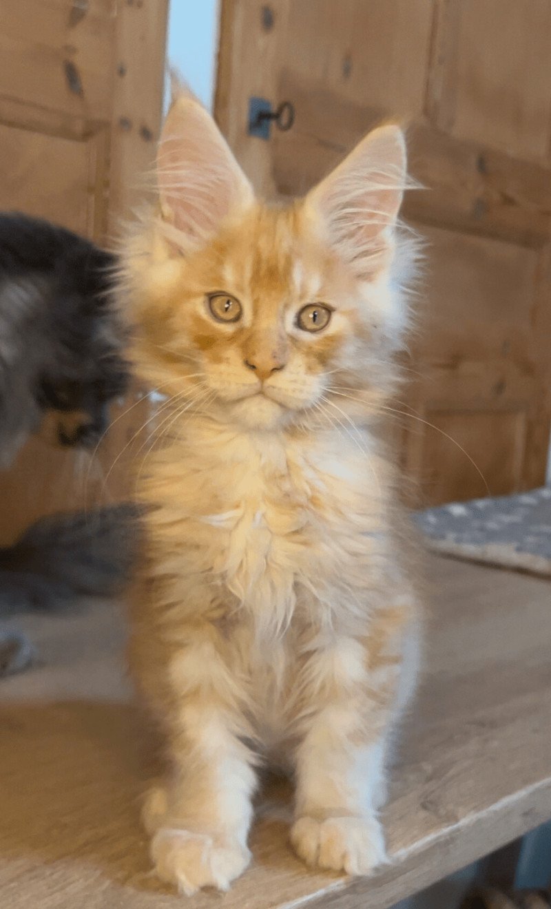 Maceo’s Gône’s Vladì Mâle Maine coon