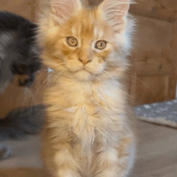 chaton Maine coon cream silver blotched tabby Vladì Chatterie Maceo’s Gône’s Maine Coons