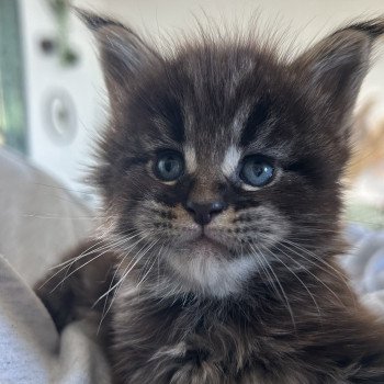 chaton Maine coon brown blotched tabby Chatterie Maceo’s Gône’s Maine Coons