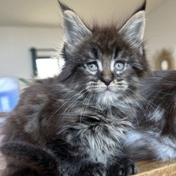 chaton Maine coon brown blotched tabby Zlatán Chatterie Maceo’s Gône’s Maine Coons