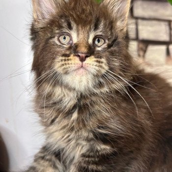 chaton Maine coon brown blotched tabby Zlatán Chatterie Maceo’s Gône’s Maine Coons