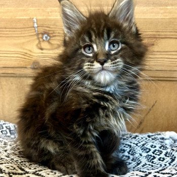 chaton Maine coon brown blotched tabby Zlatán Chatterie Maceo’s Gône’s Maine Coons