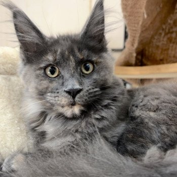 chaton Maine coon blue tortie Zsanka Chatterie Maceo’s Gône’s Maine Coons chaton Maine coon blue tortie Zsanka Chatterie Maceo’s Gône’s Maine Coons