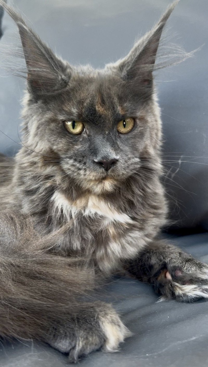 Maceo’s Gône’s Zsanka Femelle Maine coon Maceo’s Gône’s Zsanka Femelle Maine coon