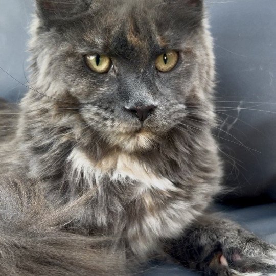 Maceo’s Gône’s Zsanka Femelle Maine coon