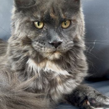 chaton Maine coon blue tortie Zsanka Chatterie Maceo’s Gône’s Maine Coons chaton Maine coon blue tortie Zsanka Chatterie Maceo’s Gône’s Maine Coons