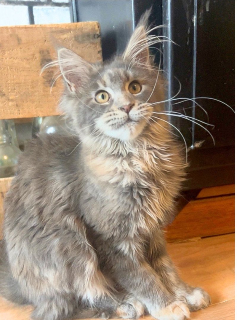 Maceo’s Gône’s Yseult Tristana Femelle Maine coon Maceo’s Gône’s Yseult Tristana Femelle Maine coon