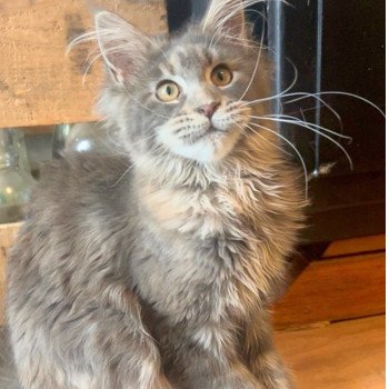 chaton Maine coon blue tortie blotched tabby Yseult Tristana Chatterie Maceo’s Gône’s Maine Coons chaton Maine coon blue tortie blotched tabby Yseult Tristana Chatterie Maceo’s Gône’s Maine Coons