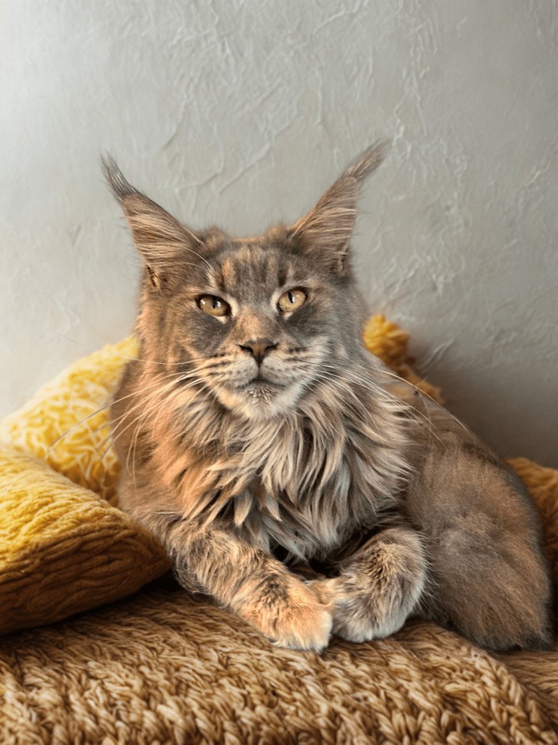 Maceo’s Gône’s Yseult Tristana Femelle Maine coon