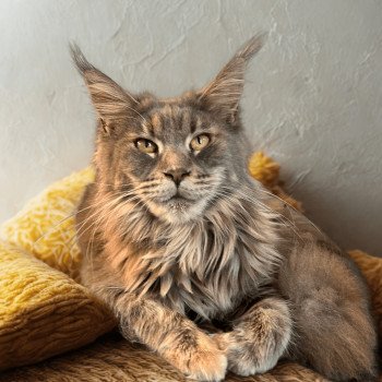 chaton Maine coon blue tortie blotched tabby Yseult Tristana Chatterie Maceo’s Gône’s Maine Coons
