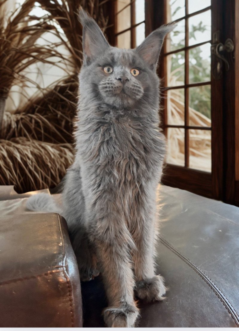 Maceo’s Gône’s Zagamore Mâle Maine coon Maceo’s Gône’s Zagamore Mâle Maine coon