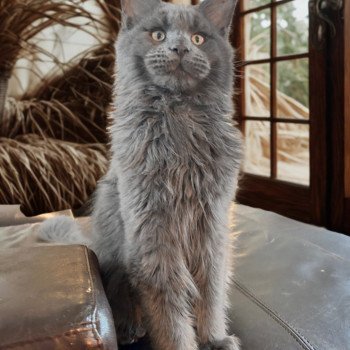 chaton Maine coon blue Zagamore Chatterie Maceo’s Gône’s Maine Coons chaton Maine coon blue Zagamore Chatterie Maceo’s Gône’s Maine Coons