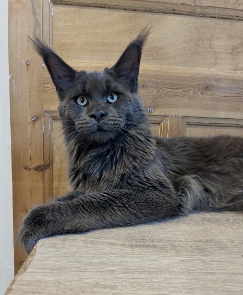 Maceo’s Gône’s Zagamore Mâle Maine coon