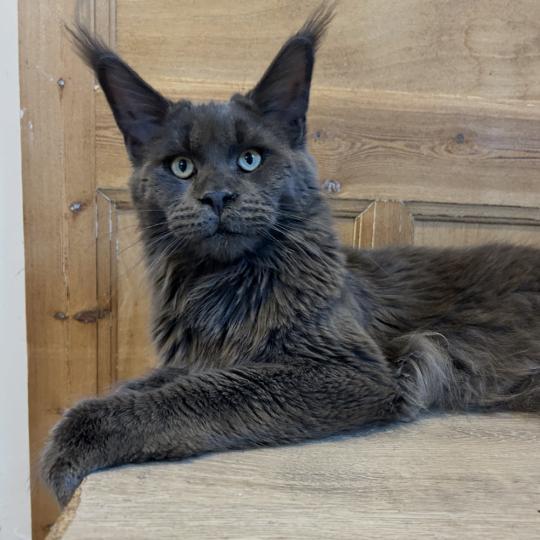 Maceo’s Gône’s Zagamore Mâle Maine coon