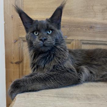 chat Maine coon blue Zagamore Chatterie Maceo’s Gône’s Maine Coons