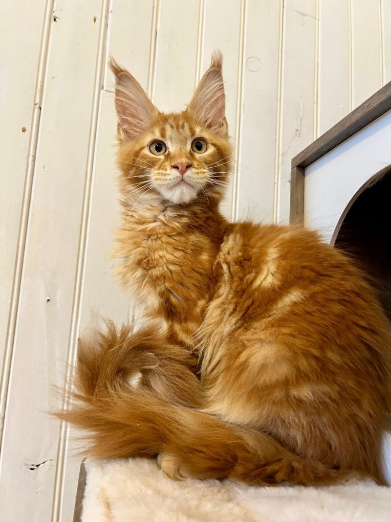 Maceo’s Gône’s Avicii Mâle Maine coon