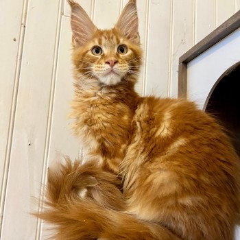 chaton Maine coon red blotched tabby Avicii Chatterie Maceo’s Gône’s Maine Coons