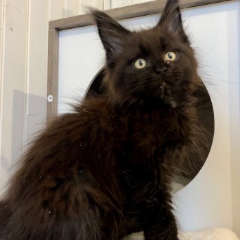 chaton Maine coon black Akhenaton Chatterie Maceo’s Gône’s Maine Coons chaton Maine coon black Akhenaton Chatterie Maceo’s Gône’s Maine Coons