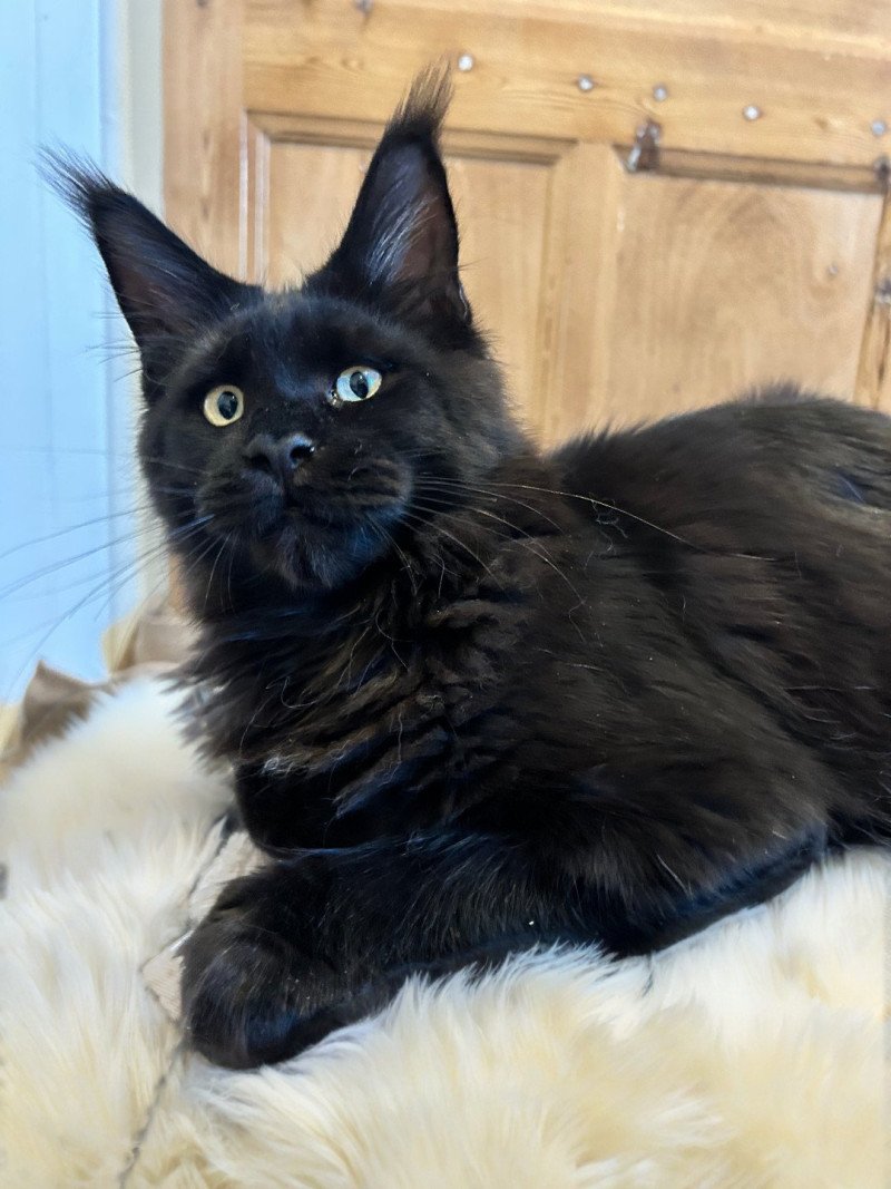 Maceo’s Gône’s Akhenaton Mâle Maine coon