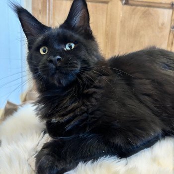 chaton Maine coon black Akhenaton Chatterie Maceo’s Gône’s Maine Coons