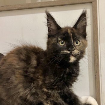 chaton Maine coon black tortie Amber Moon Chatterie Maceo’s Gône’s Maine Coons chaton Maine coon black tortie Amber Moon Chatterie Maceo’s Gône’s Maine Coons