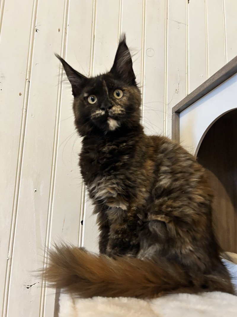 Maceo’s Gône’s Amber Moon Femelle Maine coon