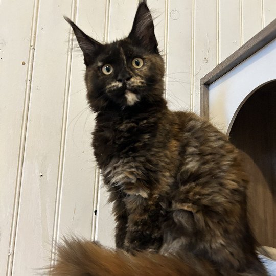 Maceo’s Gône’s Amber Moon Femelle Maine coon
