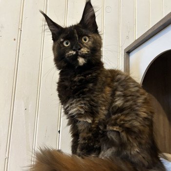 chaton Maine coon black tortie Amber Moon Chatterie Maceo’s Gône’s Maine Coons