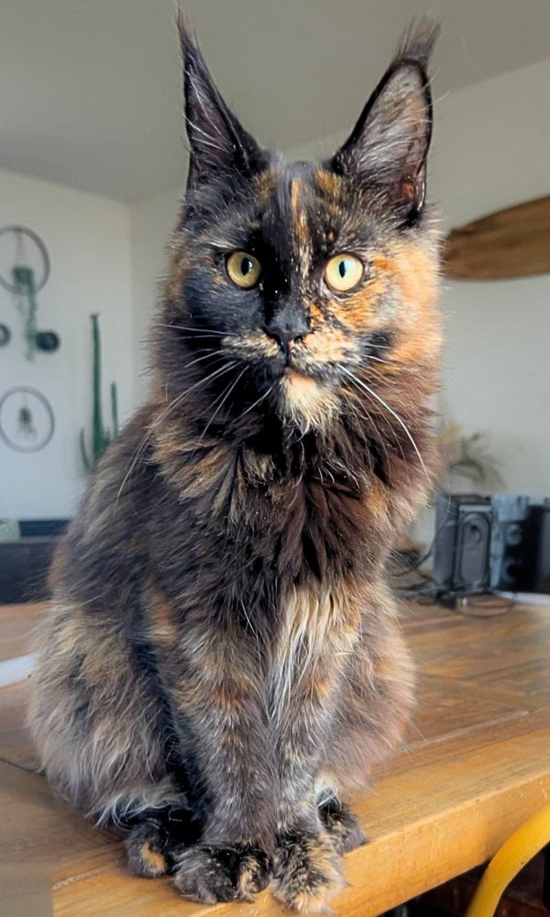 Maceo’s Gône’s Amber Moon Femelle Maine coon