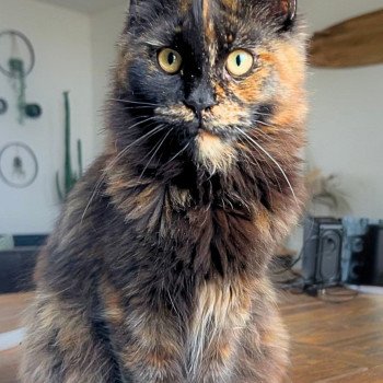 chaton Maine coon black tortie Amber Moon Chatterie Maceo’s Gône’s Maine Coons