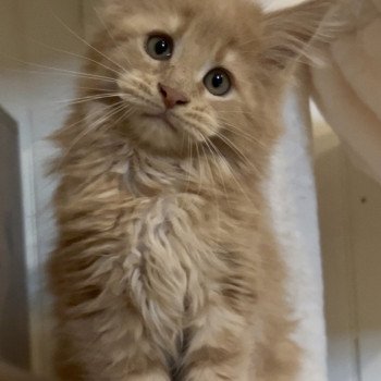 chaton Maine coon cream Amber Sun Chatterie Maceo’s Gône’s Maine Coons chaton Maine coon cream Amber Sun Chatterie Maceo’s Gône’s Maine Coons