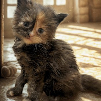 chaton Maine coon black tortie Chatterie Maceo’s Gône’s Maine Coons chaton Maine coon black tortie Chatterie Maceo’s Gône’s Maine Coons
