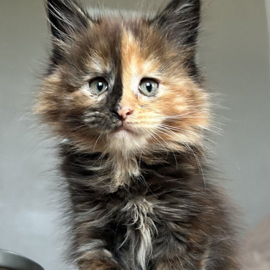 Maceo’s Gône’s Ambre de Lune Femelle Maine coon