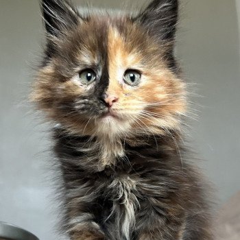 chaton Maine coon black tortie Ambre de Lune Chatterie Maceo’s Gône’s Maine Coons chaton Maine coon black tortie Ambre de Lune Chatterie Maceo’s Gône’s Maine Coons